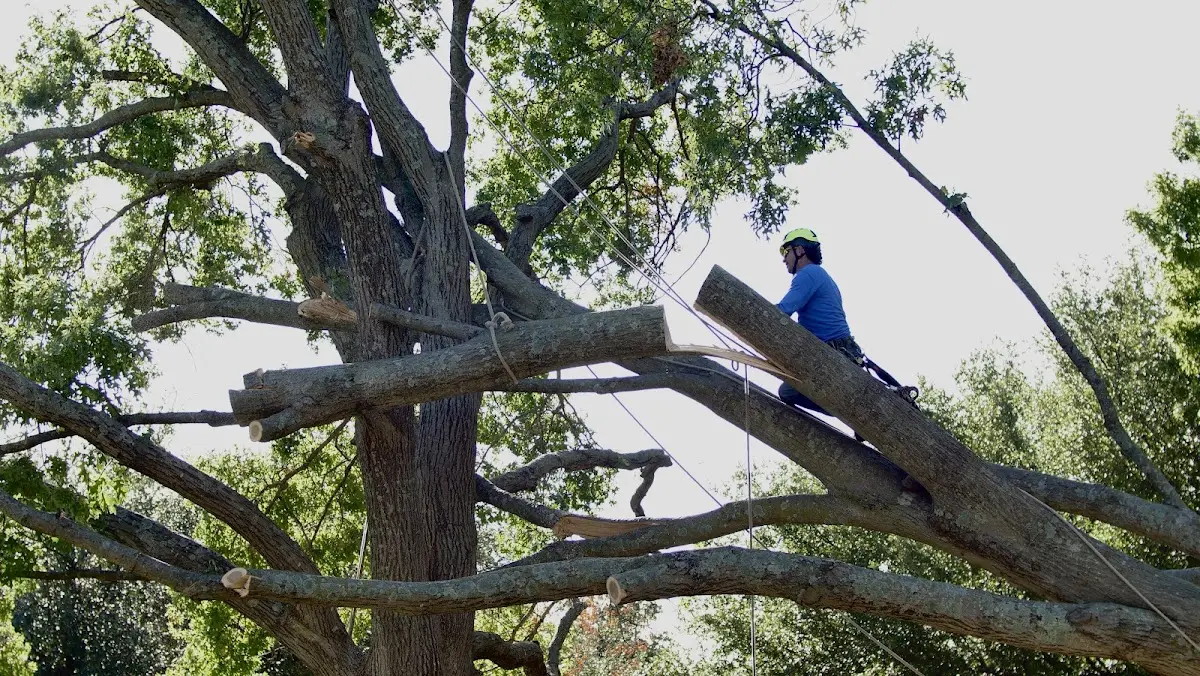 Professional Crown Thinning performed by certified arborists in Pine Mountain Valley