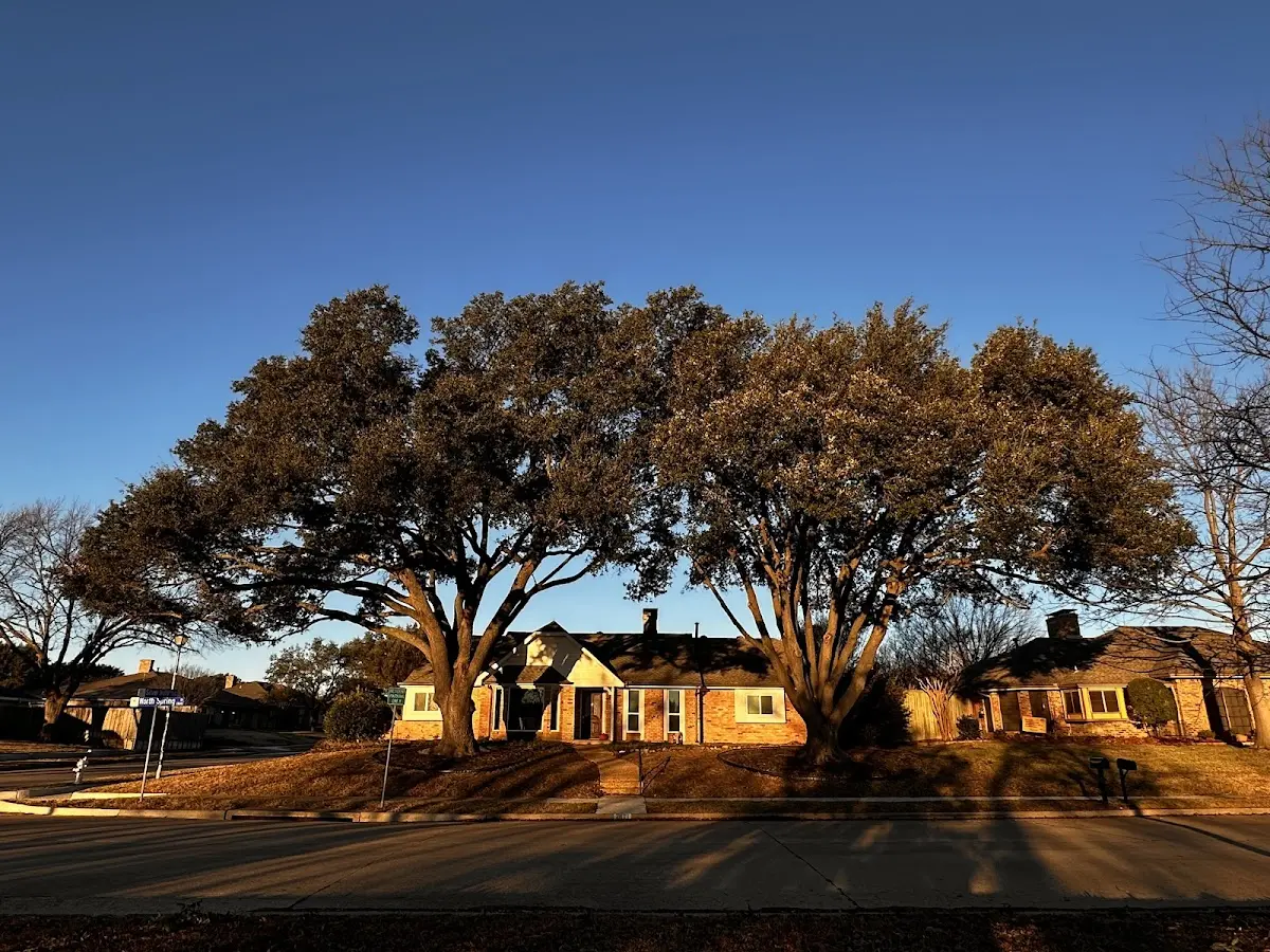 Established residential canopy tree shading a home in Pine Mountain Valley